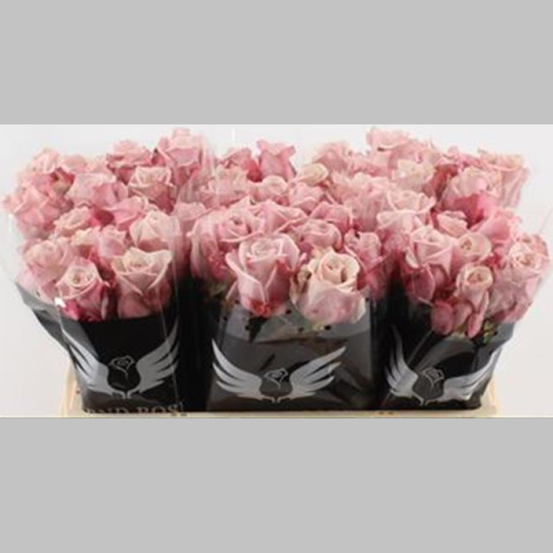 Trandafiri Olandezi Roz, Pachet (10 buc.)